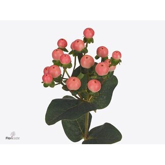 Freshy Hypericum “Coco Tiamo” | Farbe: Orange Rosa | Länge ± 50 centimeter | Pro 20 Stiele frische Blumen