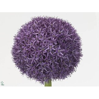 Freshy Allium Sierui “Globemaster” | Couleur: Violet | Longueur ± 85 centimeter | Par 5 tiges de fleurs fraîches