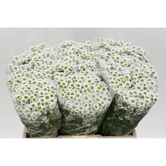 Freshy Chrysanthemum Chrysant Santini “Mad Lindi White” | Farbe: Weiß | Länge ± 55 centimeter | Pro 25 Stiele frische Blumen