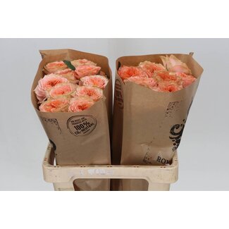 Freshy Rosen “Living Coral” | Farbe: Rosa Orange | Länge ± 60 centimeter | Pro 20 Rosen