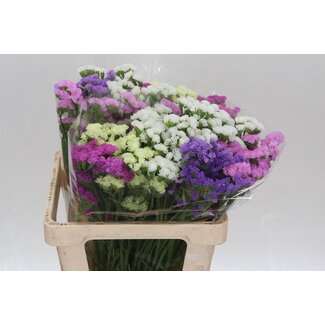 Freshy Limonium Statice Sinuata Gemischt | Farbe: Gemischte Farben | Länge ± 60 centimeter | Pro 25 Stiele frische Blumen