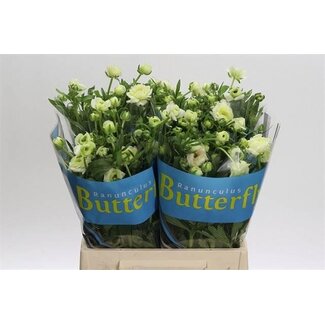 Freshy Ranunculus Ranunkel Schmetterling “Ariadne” | Farbe: Weiß | Länge ± 40 centimeter | Pro 10 Stiele frische Blumen