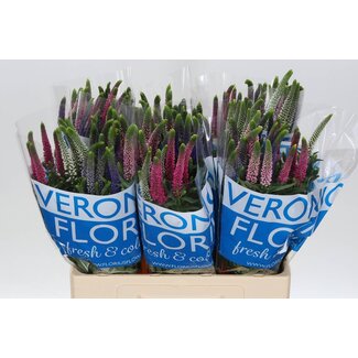 Freshy Veronica “Smart Col Gemischt” | Farbe: Gemischte Farben | Länge ± 60 centimeter | Pro 25 frische Blumen