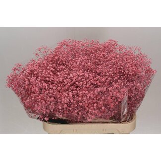 Freshy Gypsophila Schleierkraut “Xlence” Farbbehandelt | Farbe: Rosa | Länge ± 80 centimeter | Pro 25 Stiele frische Blumen