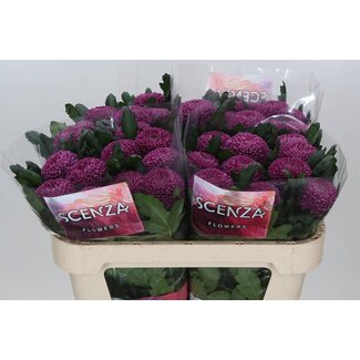 Freshy Deko Chrysanthemum Chrysantheme “Roxo” | Farbe: Lila | Länge ± 70 centimeter | Pro 10 frische Blumen