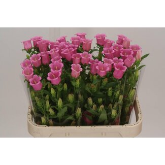 Freshy Campanula M Champion Rose