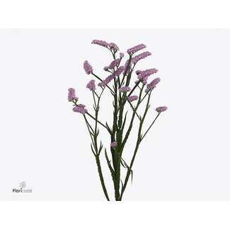 Freshy Limonium S Fantasia Wings