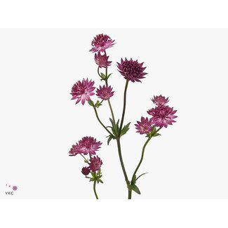 Freshy Astrantia Red Joyce