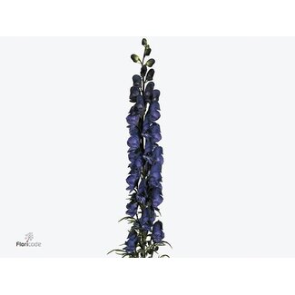 Freshy Aconitum Napellus “Pyramidale” | Kleur: Paars | Lengte ± 60 centimeter | Per 10 verse bloemen