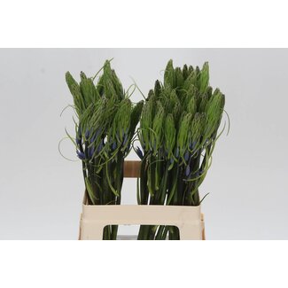 Freshy Camass Leic Caerulea