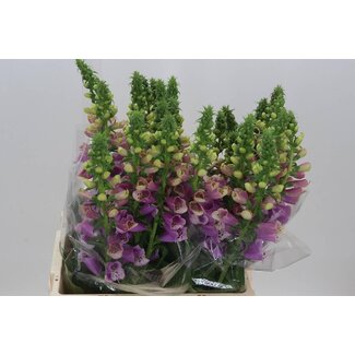 Freshy Digitalis Purpurea “Camelo Rose” | Farbe: Lila | Länge ± 70 Zentimeter | Pro 5 frische Blumen