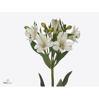 Freshy Alstroemeria White Swan