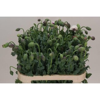 Freshy Mohn | Farbe: Weiß | Länge ± 75 centimeter | Pro 20 frische Blumen