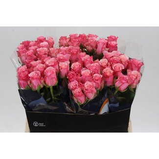 Freshy Rosen “Ramonda” | Farbe: Rosa | Länge ± 60 centimeter | Pro 20 Rosen
