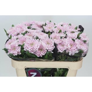Freshy Chrysant deco Rossano