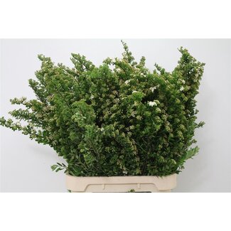 Freshy Spiraea Nipponica “Snowmound” | Couleur: Blanc | Longueur ± 90 centimeter | Par 20 fleurs fraîches