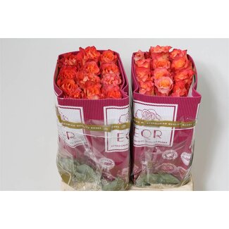 Freshy Großblütige Rose “Free Spirit” | Farbe: Rot | Länge ± 60 centimeter | Herkunft Ecuador | Pro 25 frische Rosen