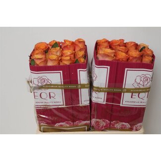 Freshy Großblütige Rose “Confidential” | Farbe: Orange | Länge ± 50 centimeter | Herkunft Ecuador | Pro 25 frische Rosen