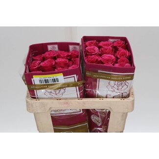 Freshy Rose à grandes fleurs “Full Monty” | Couleur: Rose | Longueur ± 40 centimeter | Origine Équateur | Par 25 roses fraîches
