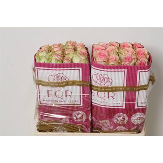 Freshy Großblütige Rose “Esperance” | Farbe: Rosa Weiß | Länge ± 50 centimeter | Herkunft Ecuador | Pro 25 frische Rosen