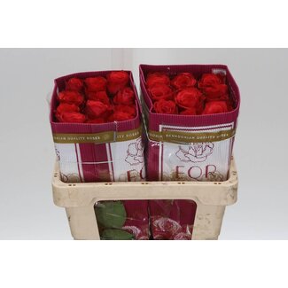 Freshy Rose à grandes fleurs “Bromo” | Couleur: Rouge | Longueur ± 40 centimeter | Origine Ecuador | Par 25 roses fraîches