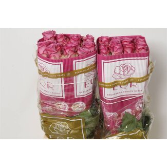 Freshy Großblütige Rose “Cool Water” | Farbe: Rosa | Länge ± 60 centimeter | Herkunft Ecuador | Pro 25 frische Rosen