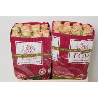 Freshy Großblütige Rose “Country Home” | Farbe: Orange Rosa | Länge ± 50 centimeter | Herkunft Ecuador | Pro 25 frische Rosen