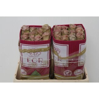 Freshy Rose à grandes fleurs “Amnesia” | Couleur: Violet | Longueur ± 50 centimètre | Origine Équateur | Par 25 roses fraîches