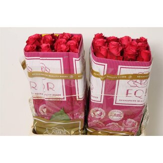 Freshy Grootbloemige Roos “Cherry-O” | Kleur: Roze | Lengte ± 50 centimeter | Herkomst Ecuador | Per 20 verse rozen