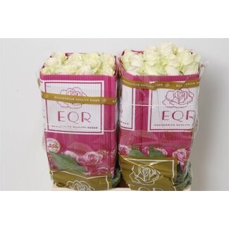 Freshy Rose à grandes fleurs “Candlelight” | Couleur: Blanc Jaune | Longueur ± 60 centimeter | Origine Ecuador | Par 10 roses fraîches