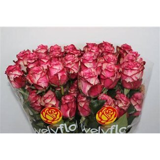 Freshy Rosen “Magic Times” | Farbe: Rosa | Länge ± 40 centimeter | Pro 25 Rosen