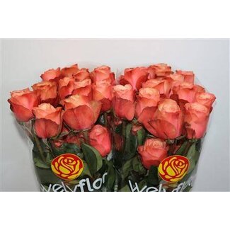 Freshy Roses “Kahala” | Couleur: Pêche | Longueur ± 70 centimeter | Par 25 roses
