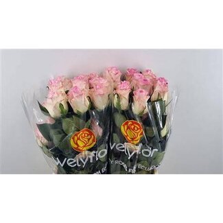 Freshy Roses “Mandala” | Couleur: rose blanc | Longueur ± 70 centimètre | Par 25 roses