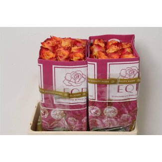 Freshy Rose à grandes fleurs “Silantoi” | Couleur: Orange Rouge | Longueur ± 50 centimeter | Origine Équateur | Par 25 roses fraîches