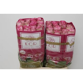 Freshy Grootbloemige Roos “Queens Crown” | Kleur: Roze | Lengte ± 60 centimeter | Herkomst Ecuador | Per 25 verse rozen