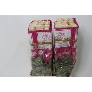 Freshy Rose à grandes fleurs “Pink Mondial” | Couleur: Rose Blanc | Longueur ± 70 centimeter | Origine Équateur | Par 25 roses fraîches