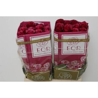 Freshy Rose à grandes fleurs “Meli” | Couleur: cerise | Longueur ± 60 centimeter | Origine Équateur | Par 25 roses fraîches