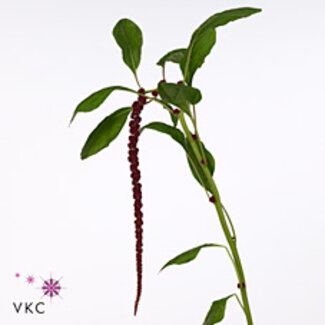 Freshy Amaranthus “Red Cordata” | Farbe: Rot | Länge ± 75 centimeter | Pro 10 frische Blumen