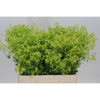 Freshy Alchemilla Mollis “Robustica” | Couleur: Vert | Longueur ± 55 centimeter | Par 50 fleurs fraîches