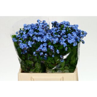 Freshy Myosotis Blau