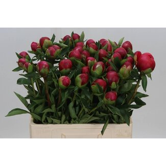 Freshy Paeonia Belgravia