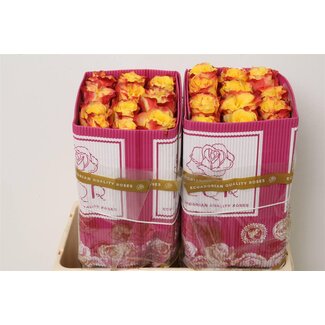 Freshy Rose à grandes fleurs “Suns X-pression” | Couleur: Jaune | Longueur ± 50 centimeter | Origine Ecuador | Par 25 roses fraîches