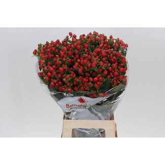 Freshy Hypericum Johanniskraut “Mag Triumph” | Farbe: Rot | Länge ± 70 centimeter | Pro 25 Stielen frische Blumen