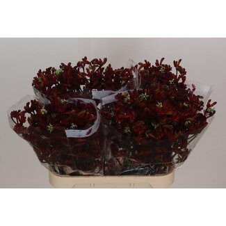 Freshy Anigozanthos Kängurupfote “Early Lente” | Farbe: Rot | Länge ± 80 centimeter | Pro 10 frische Blumen