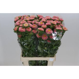 Freshy Callistephus aster d'été “Spray Apricot” | Couleur: abricot | Longueur ± 70 centimeter | Par 20 fleurs fraîches