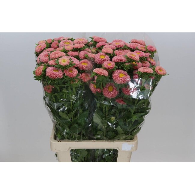 Callistephus Sommeraster “Spray Apricot” | Farbe: aprikosfarben | Länge ± 70 centimeter | Pro 20 frische Blumen