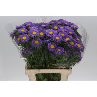 Freshy Callistephus spray Blue Light