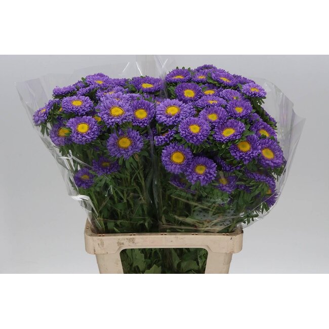 Callistephus Zomeraster “Spray Blue Light” | Couleur: Bleu Violet | Longueur ± 70 centimeter | Par 20 fleurs fraîches