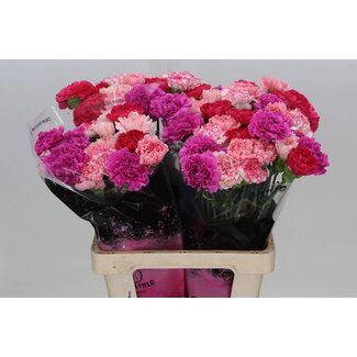Freshy Bouquet Œillets Rose Mix | Couleur: Couleurs mélangées | Longueur ± 65 centimeter | per 20 fleurs fraîches