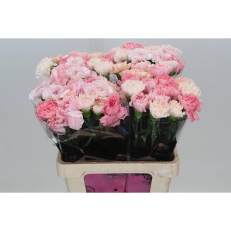 Freshy Strauß Nelken Marriage Mix | Farbe: Gemischte Farben | Lengte ± 65 centimeter | per 20 verse bloemen